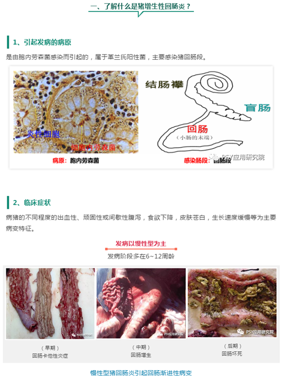 为什么当前生长育肥猪腹泻增多?还越拉越红!