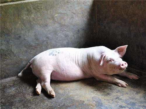 母猪得了厌食症怎么办?母猪厌食症原因及治疗方法