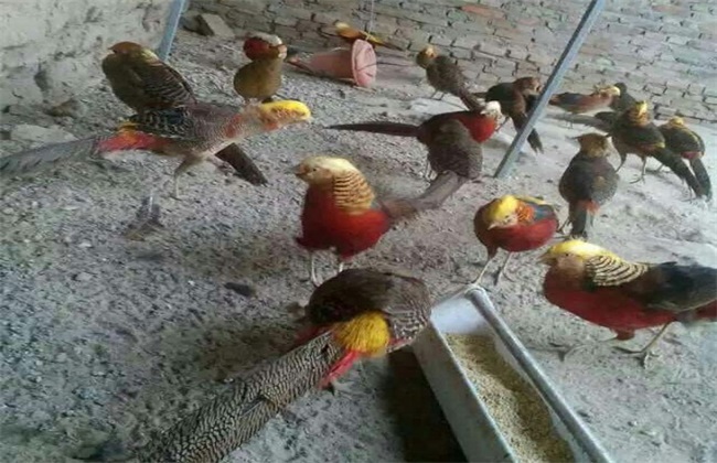 红腹锦鸡的养殖技术