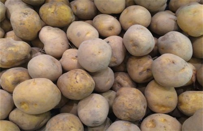 秋季土豆什么时候种植
