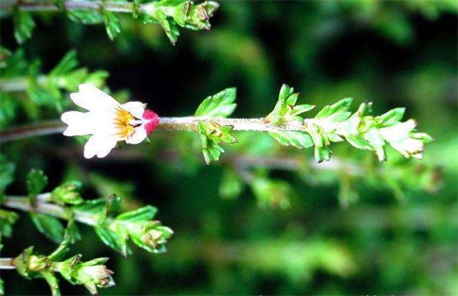 小米草的种植方法