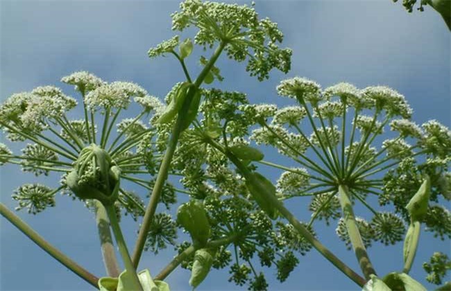 白芷种植技术