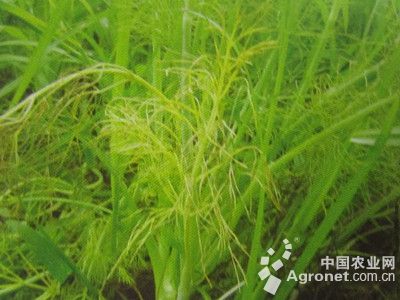 茴香细菌性疫病的防治