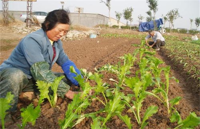 榨菜移栽技术和留种要点