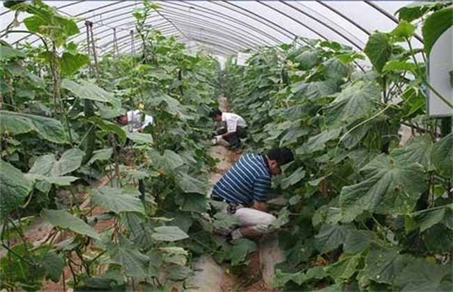 黄瓜施肥注意什么