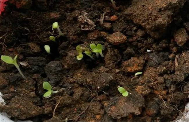 生菜怎么种植容易发芽？生菜浸种催芽技术