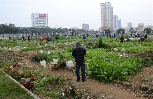 生菜高产施肥技术