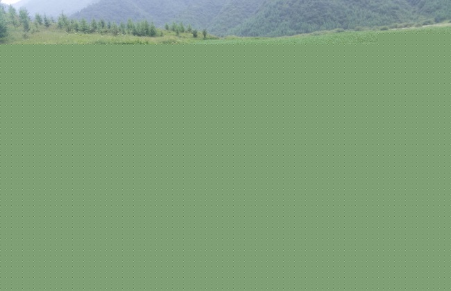 白菜的种植方法