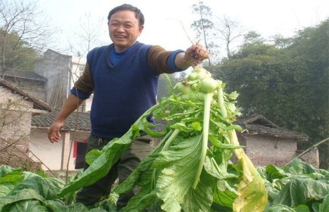 榨菜种植的田间管理