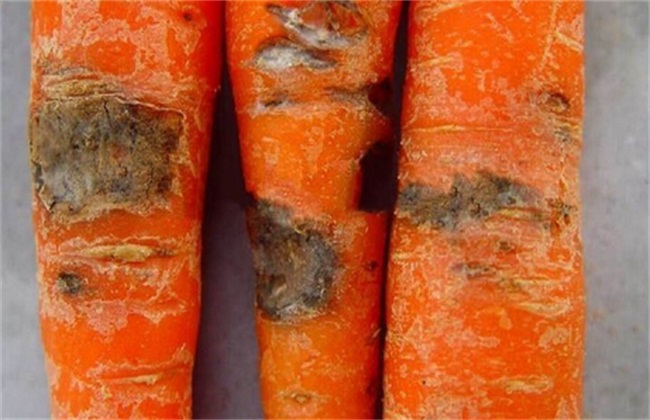 胡萝卜常见的病虫害及防治方法
