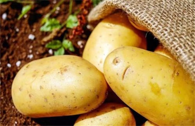 土豆怎样才能高产