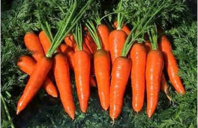 胡萝卜的种植方法与时间