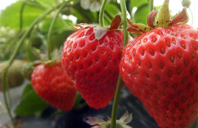 草莓的产地分布有哪些？