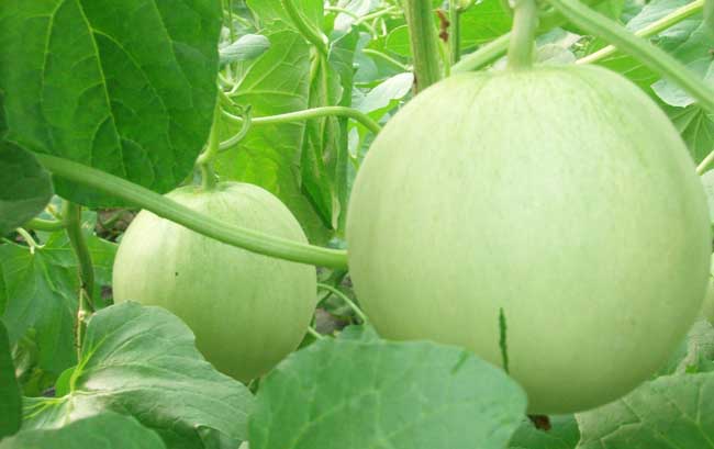 香瓜高产栽培技术
