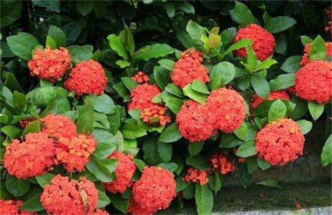 龙船花养殖注意什么
