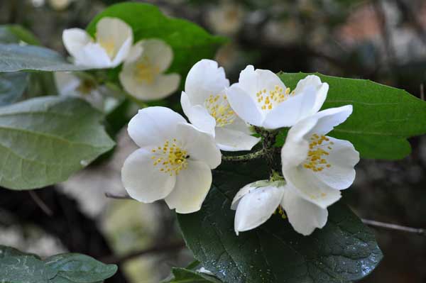 家庭茉莉花怎么养?